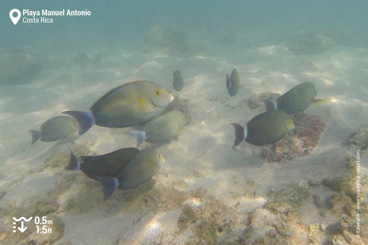 Surgeonfish at Playa Manuel Antonio