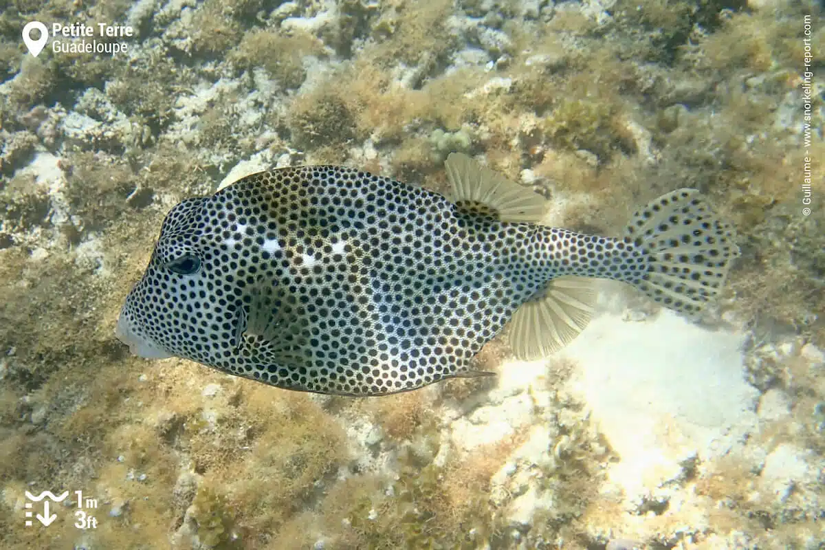 A diversity of fish species can be seen in the reef areas. Here, a spotted trunkfish.