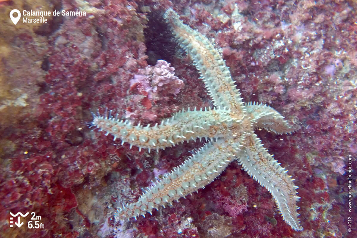 Starfish at Calanque de Saména