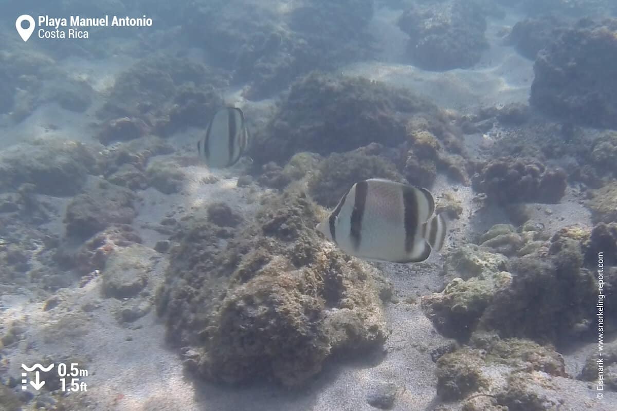 School of Threebanded butterflyfish