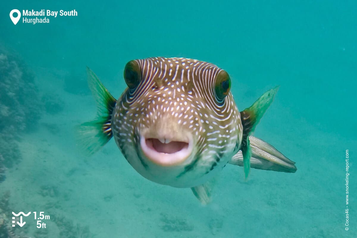 Whitespotted puffer at Makadi Bay