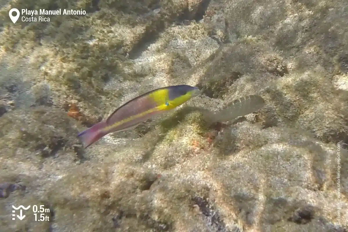 Cortez rainbow wrasse at Playa Manuel Antonio