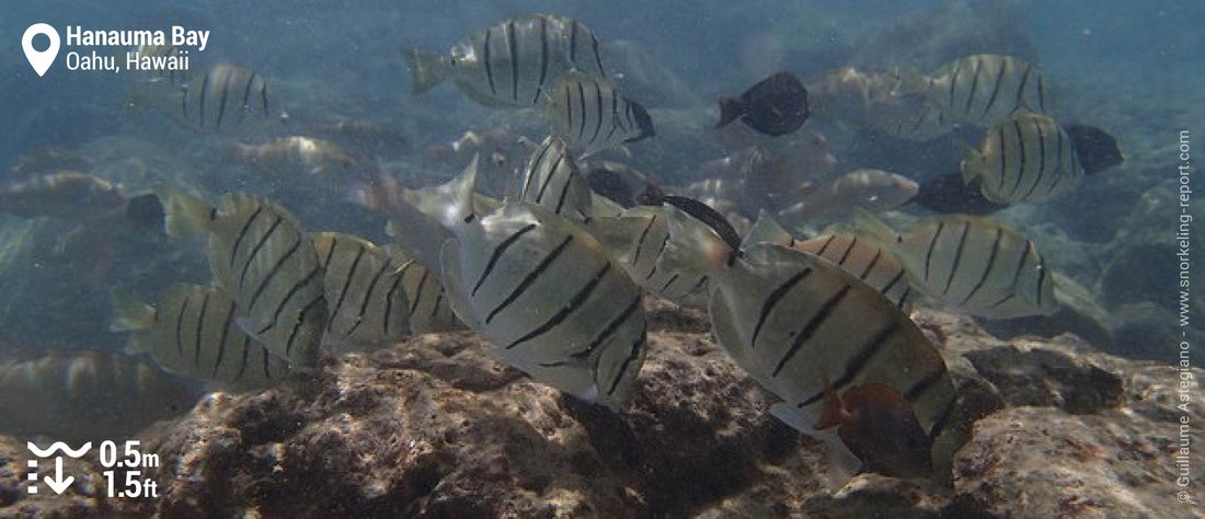 Convict tang at Hanauma Bay, Oahu