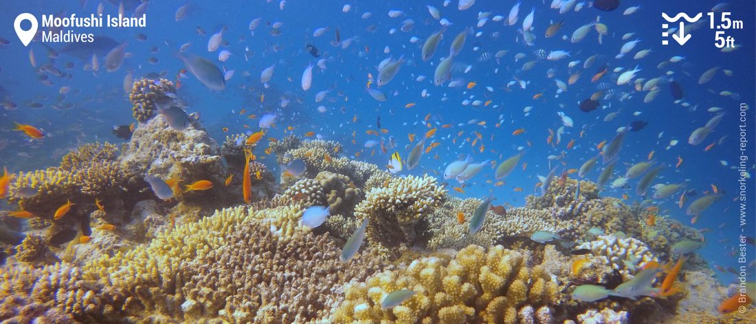 Coral reef snorkeling at Moofushi Island, Maldives