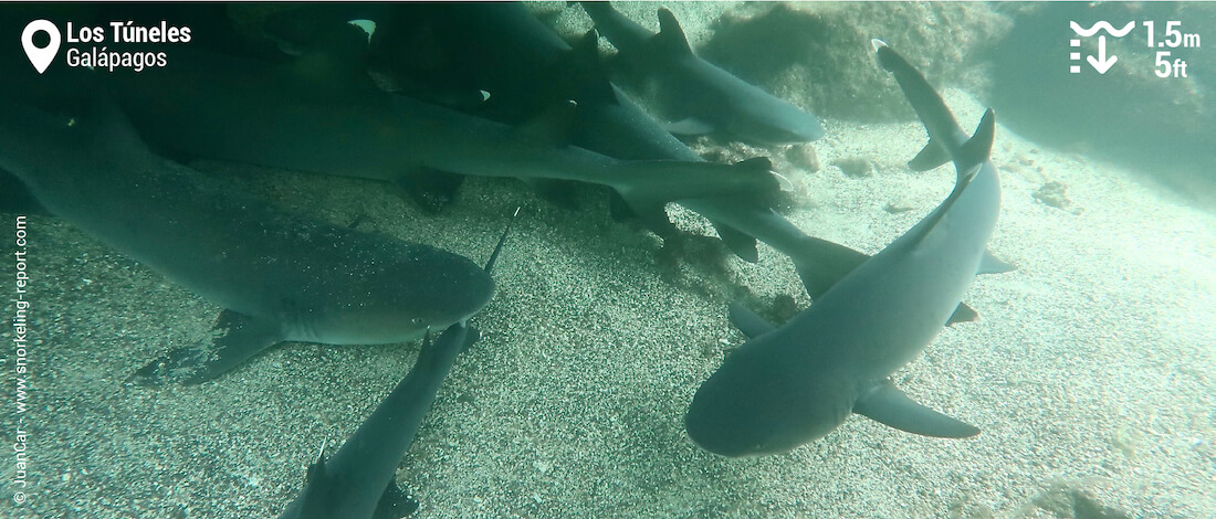 Snorkeling avec des requins à Los Tuneles, Galapagos