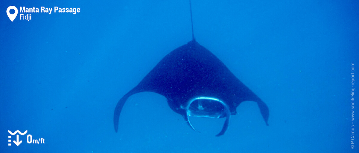 Snorkeling avec les raies manta au Manta Ray Passage, Barefoot Manta