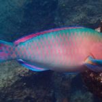 Parrotfish