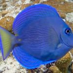 Surgeonfish & unicornfish