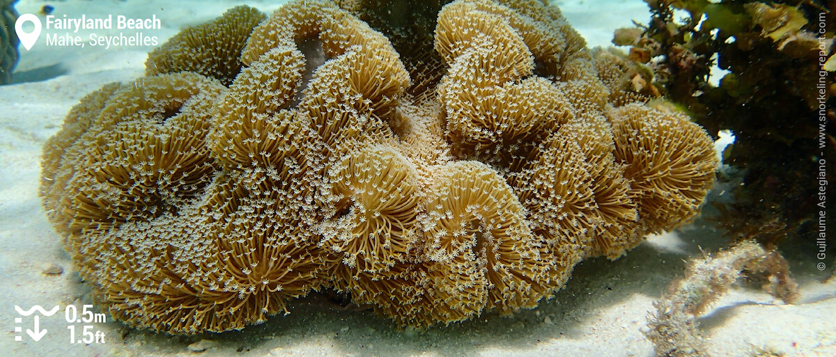 Leather coral at Fairyland Beach