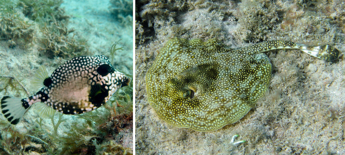 Snorkeling in Bayahibe, Dominican Republic