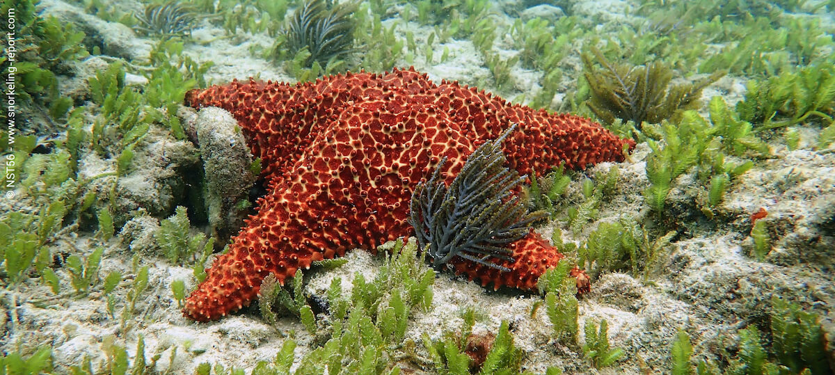 Cushion starfish in Dominican Republic