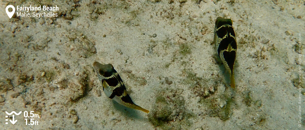 Valentin's sharpnose puffer at Fairyland Beach