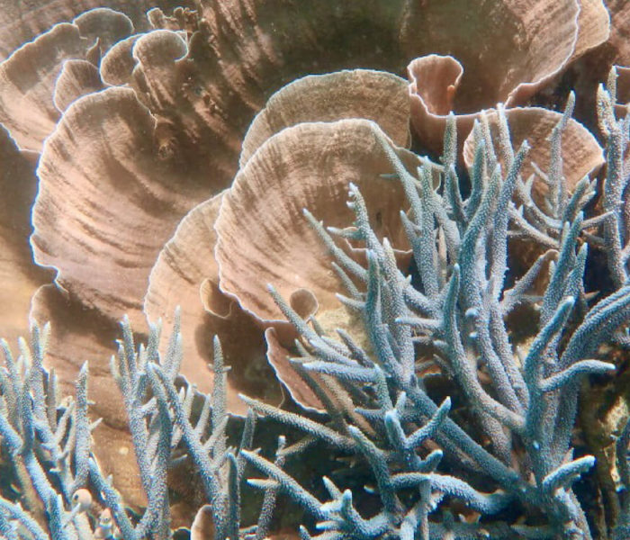 Lusong Coral Garden