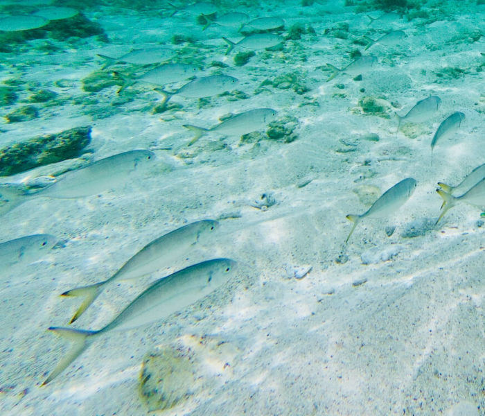 Anse des Salines