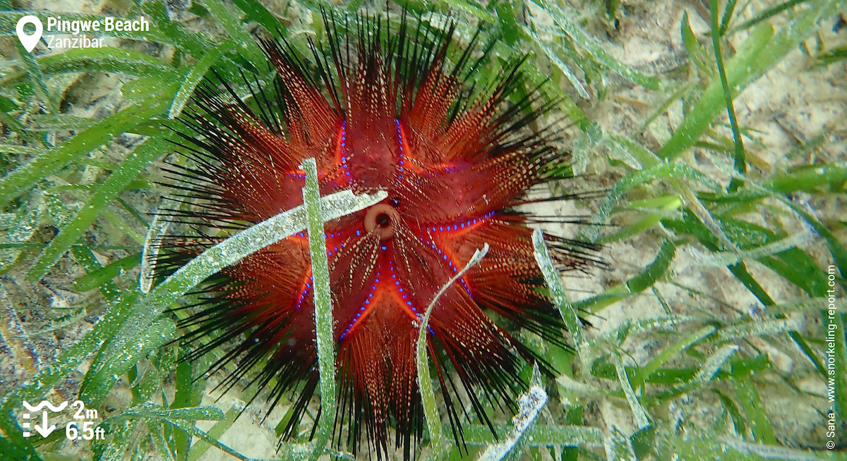 Fire urchin in Pingwe