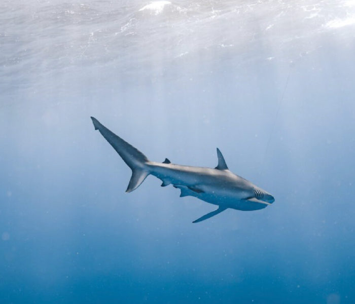 Oahu North Shore Sharks