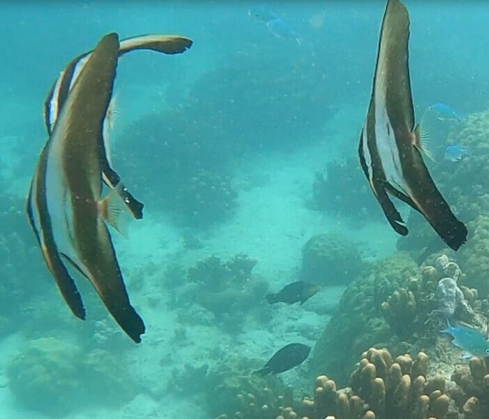 Chumbe Island Coral Park