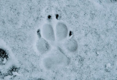 canine track in the snow