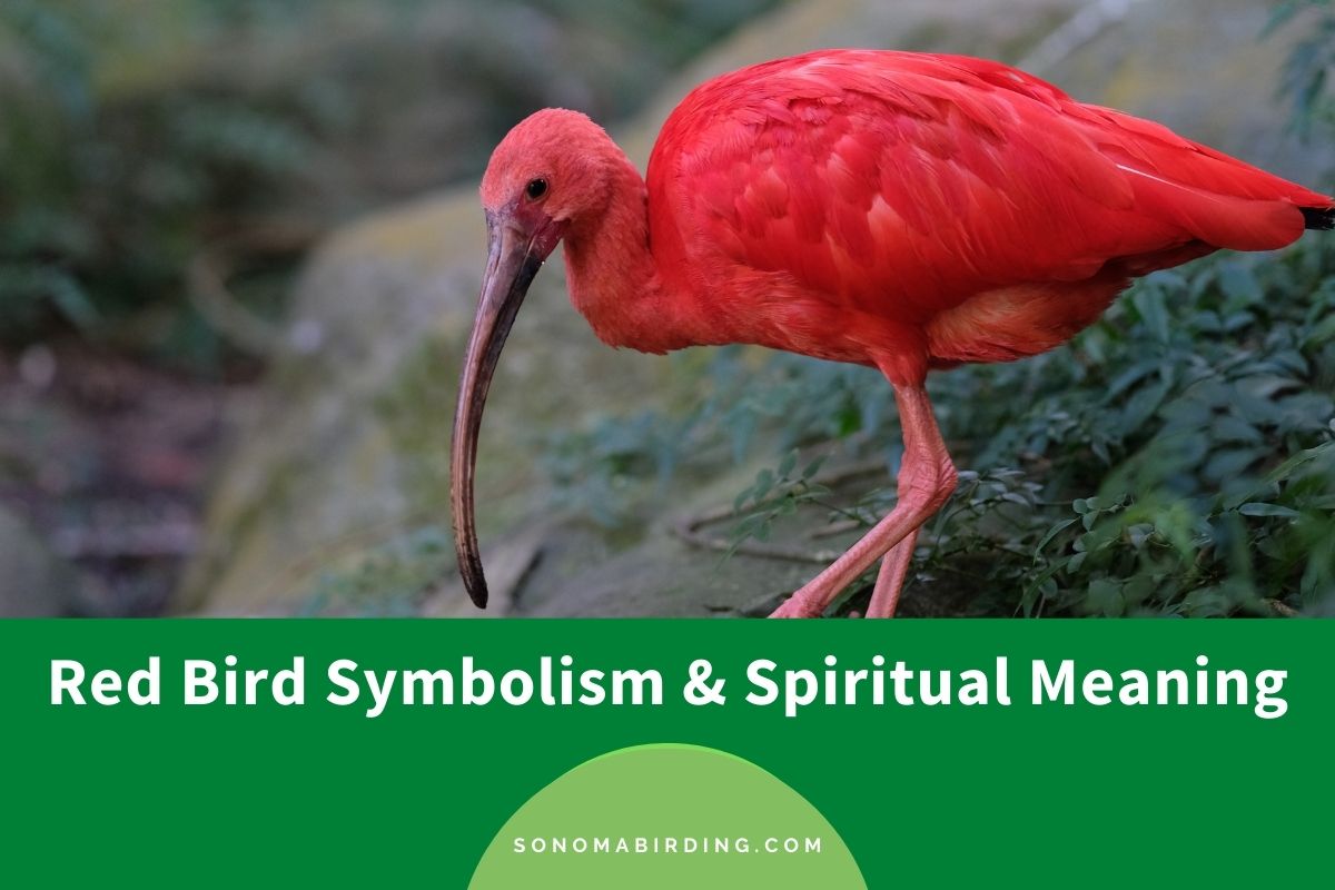 Red Bird Symbolism and Spiritual Meaning