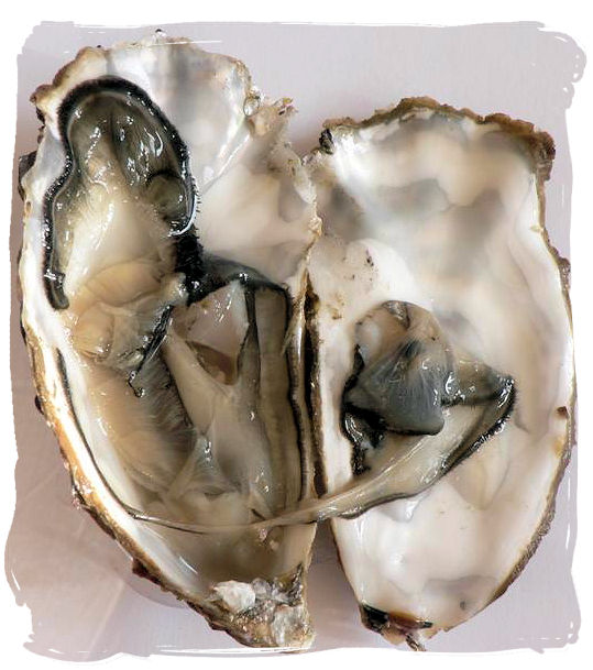 Raw opened oyster, part of the diet of the “Strandloper” Khoy people who lived close to the beach - South Africa food history and culture