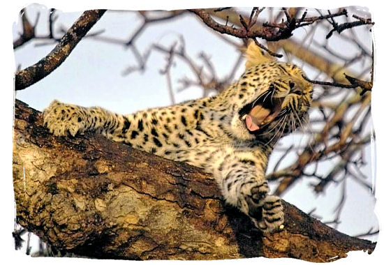 Leopards were last seen in the Park around 1920 - Table Mountain National Park near Cape Town in South Africa