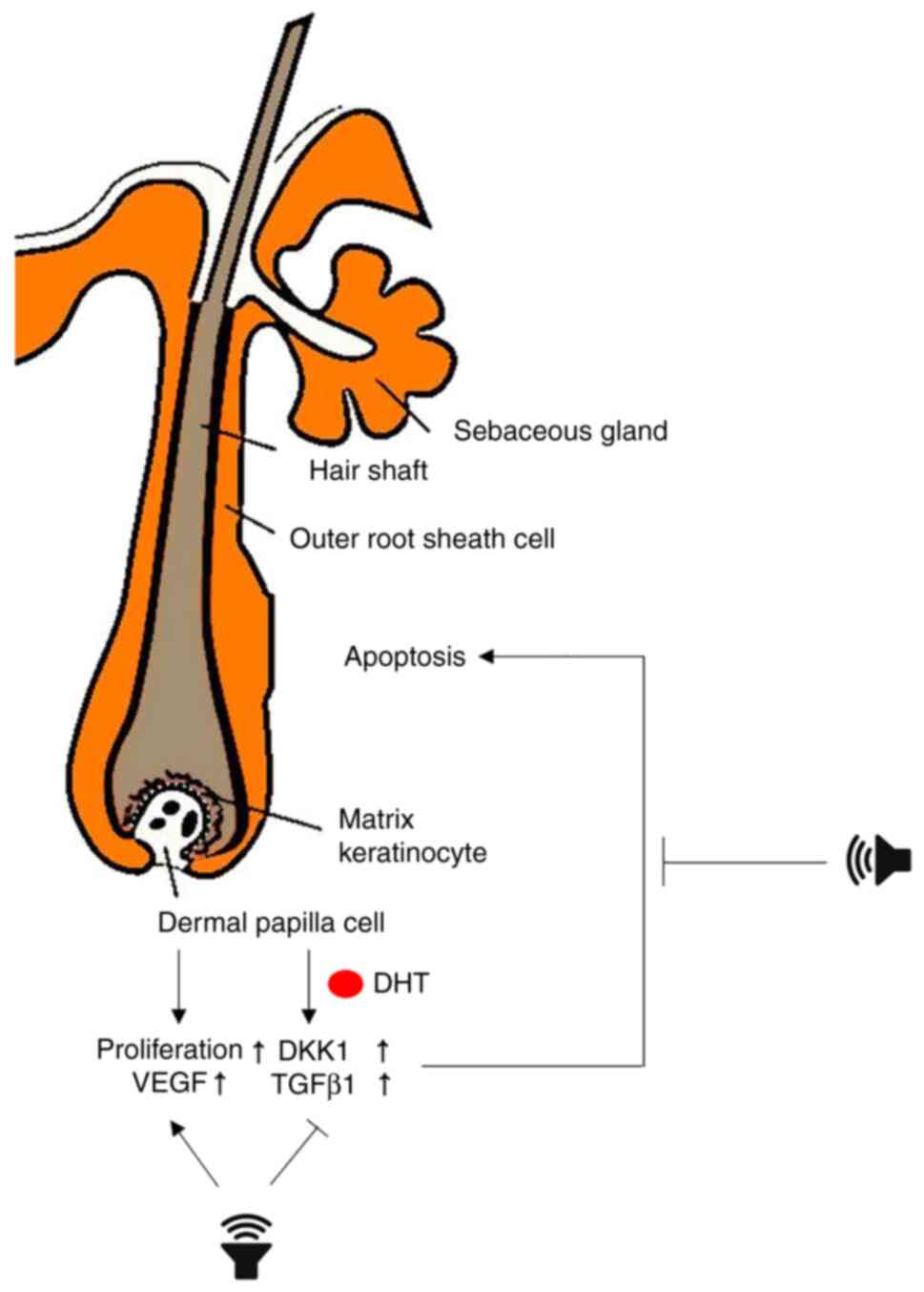 Induction of hair growth in hair follicle cells and organ cultures upon ...