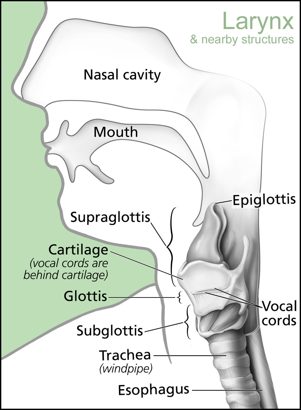 [DIAGRAM] Parts Of The Larynx Diagram - MYDIAGRAM.ONLINE