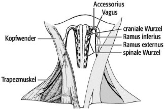 Accessorius - Lexikon der Neurowissenschaft