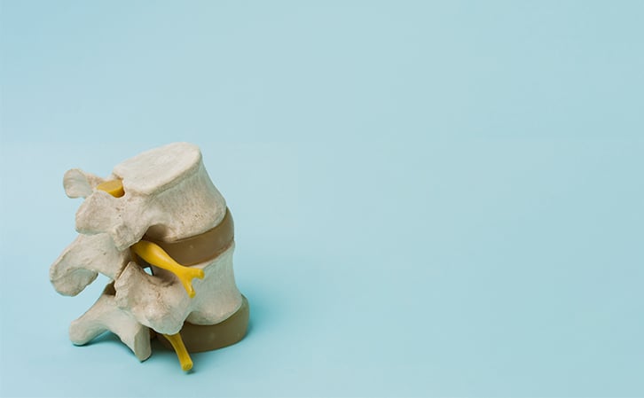 The Sixth Lumbar Vertebrae: The Anatomy Behind the Rare Extra Bone