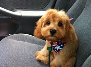 Cavapoo-dog-mixed