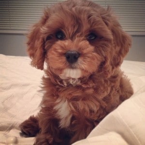 Cavapoo-puppy