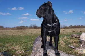 Cane-Corso