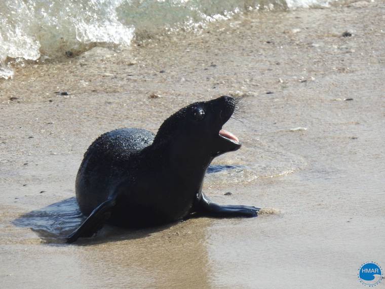 COURTESY HAWAII MARINE ANIMAL RESPONSE
                                Another monk seal pup has been born on Oahu.