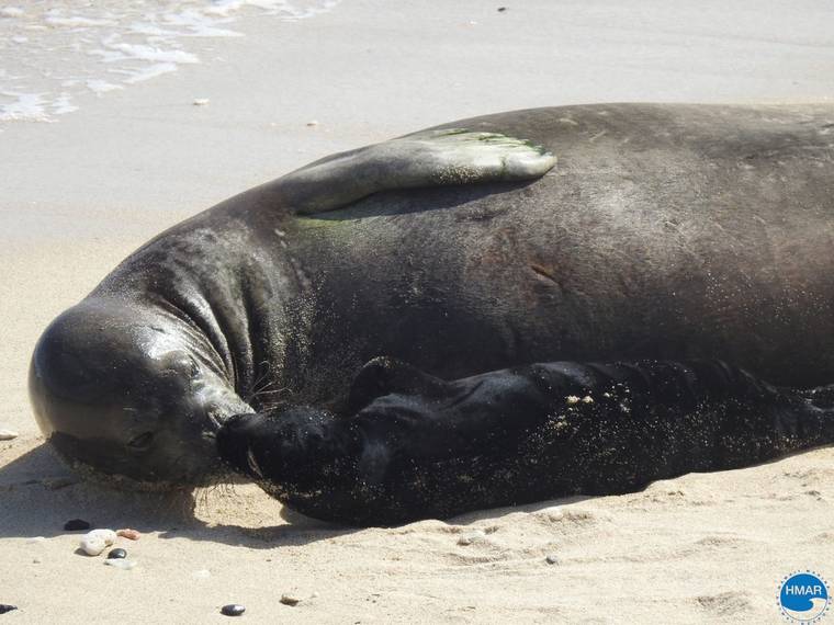 COURTESY HAWAII MARINE ANIMAL RESPONSE
                                Another monk seal pup has been born at an undisclosed location on Oahu.