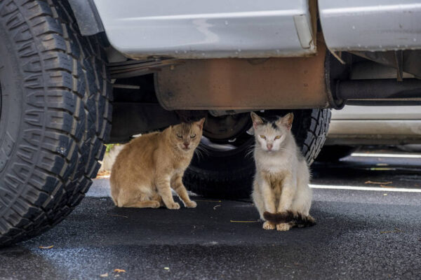 Kokua Line: Who do I call to dispose of cats hit by cars?