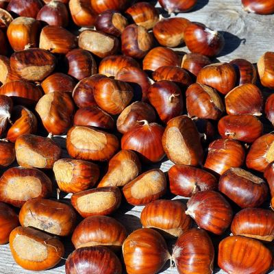 Photo of Dunstan Hybrid Chestnut Tree