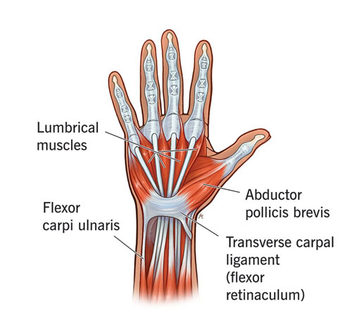 7+ Human Body Parts That Start With W