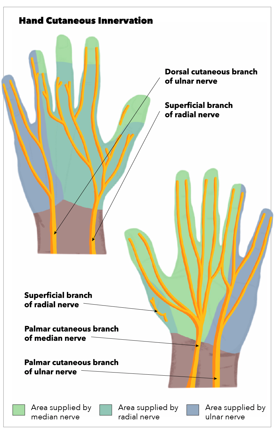 Anatomy, Shoulder and Upper Limb, Hand Cutaneous Innervation Article