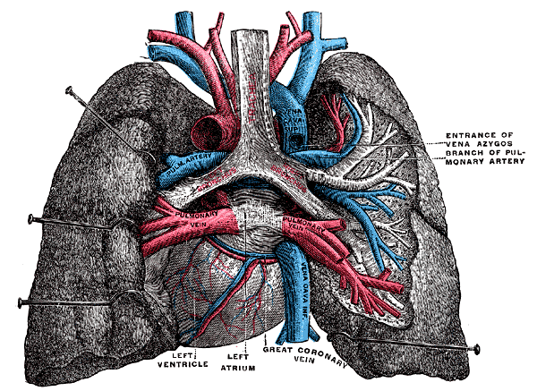 Anatomy, Thorax, Lungs | Treatment & Management | Point of Care