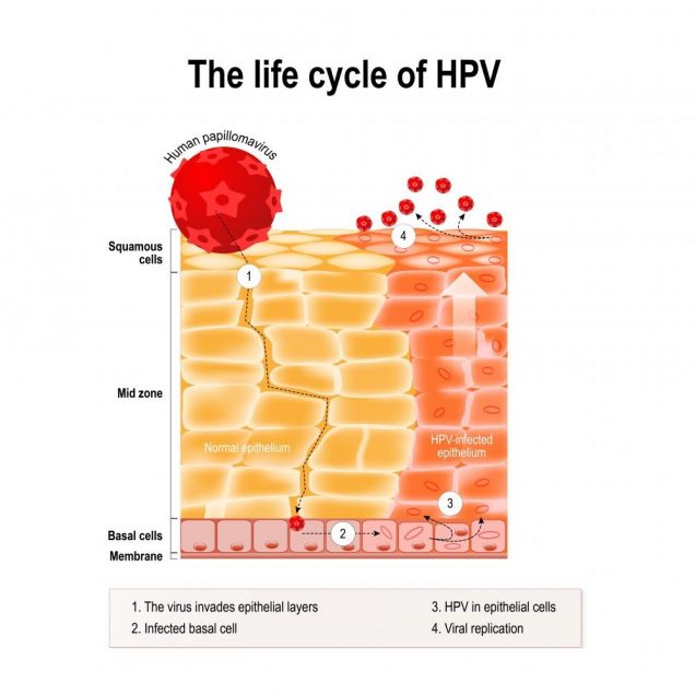 Life cycle of hpv in the human epithelium