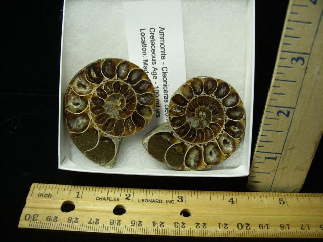 Beautiful Sliced & Polished Ammonite  (050721j)