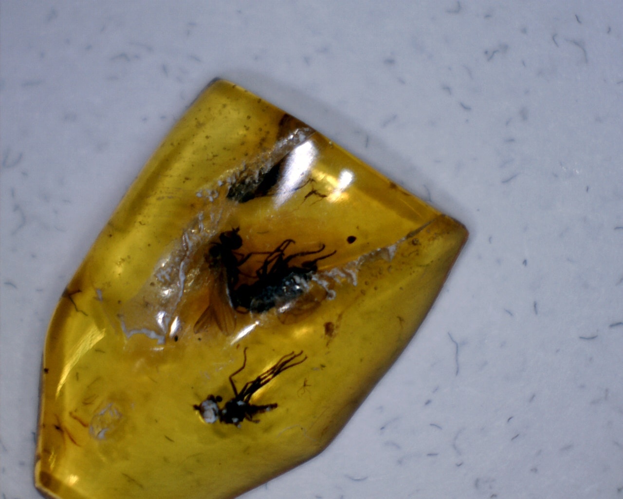 Burmese Amber Specimen with 3 Flies (060123p - The Stones & Bones ...