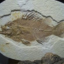 fossil-fish