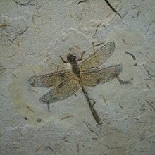 fossil-insects