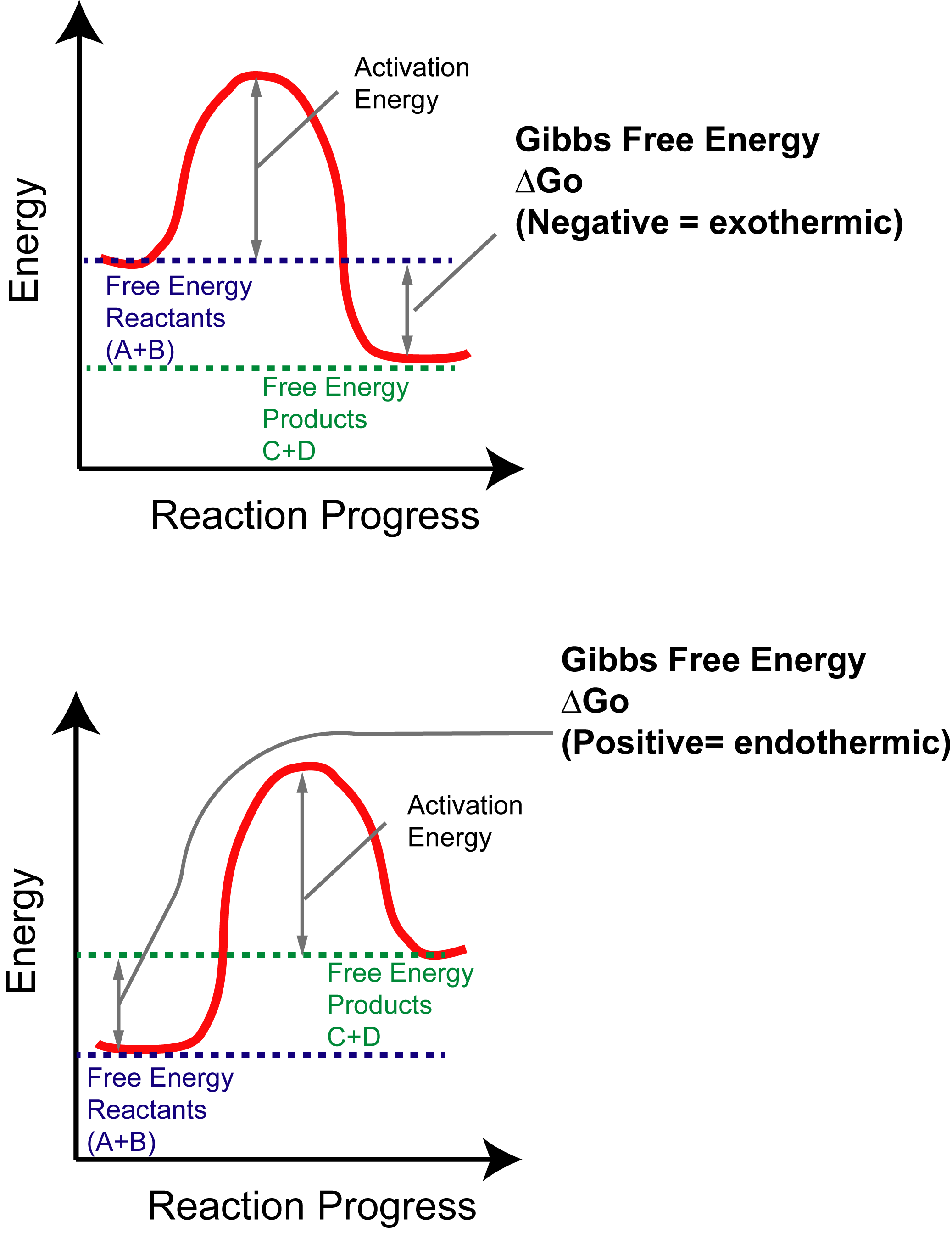 Exothermic And Endothermic Diagrams