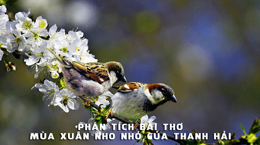 phân tích mùa xuân nho nhỏ