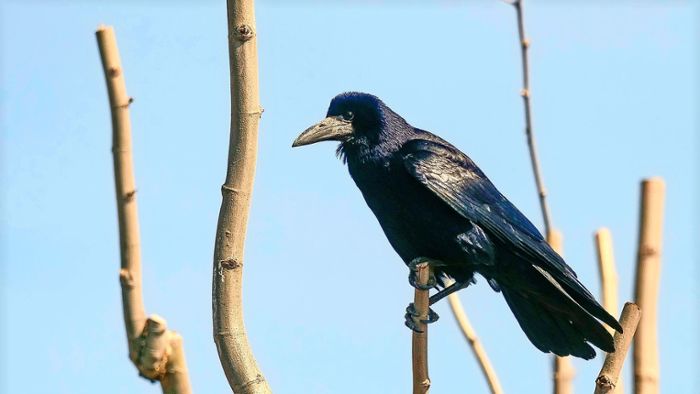 Versuchsfelder in Hohenheim: Todesschreie von Vögeln verunsichern die Anwohner