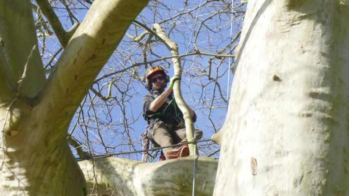 Exotischer Garten Hohenheim: Gestutzte Platane wird Nationalerbe-Baum