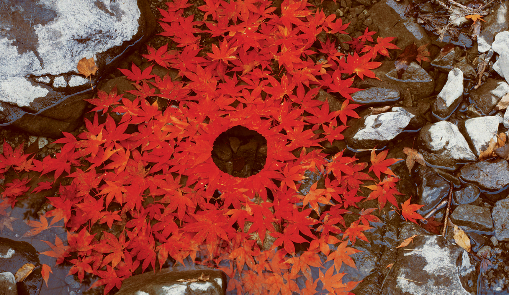 Andy Goldsworthy Art Leaves