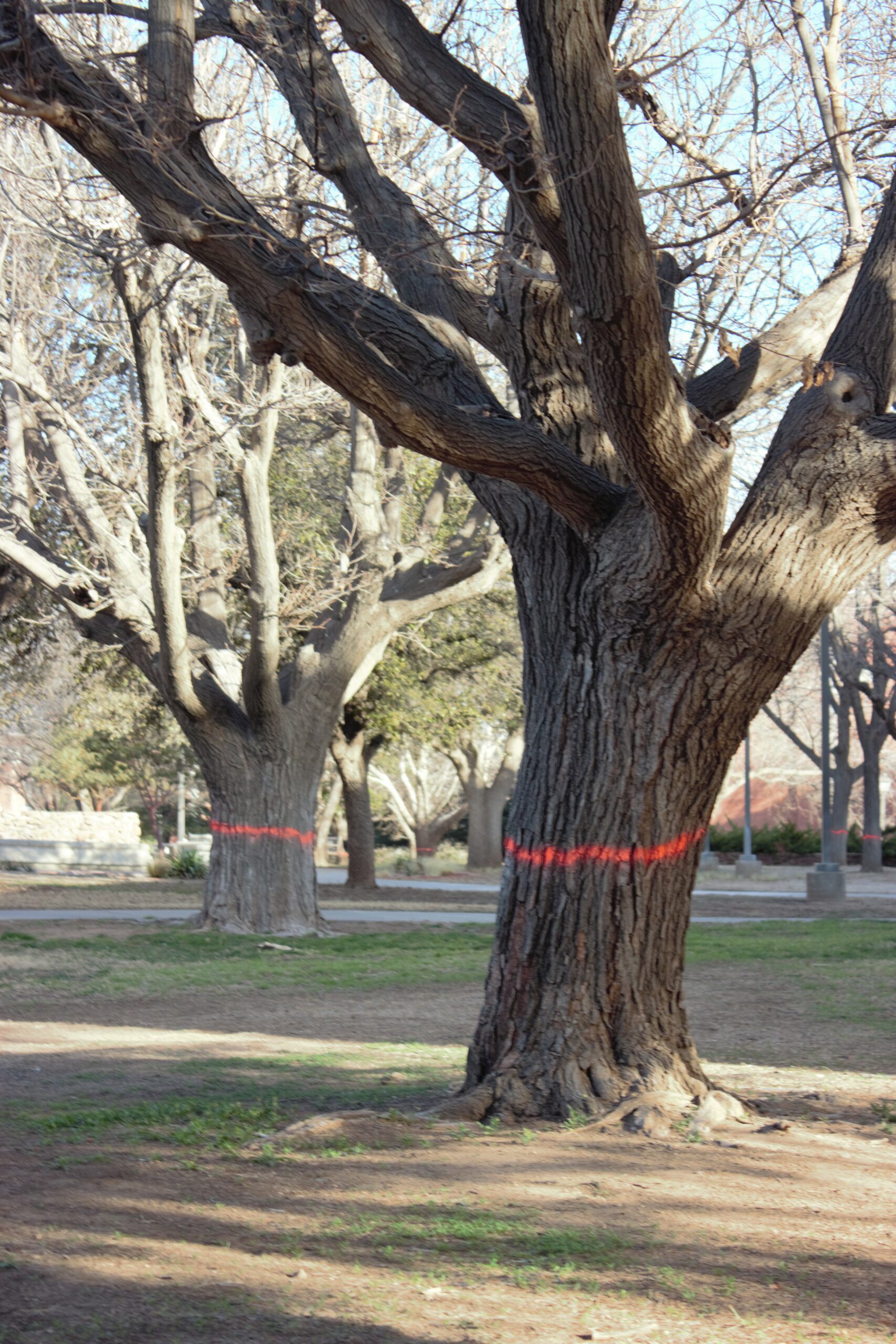 BREAKING: Gallego Pauses Controversial Campus Tree Eradication - SUL ROSS